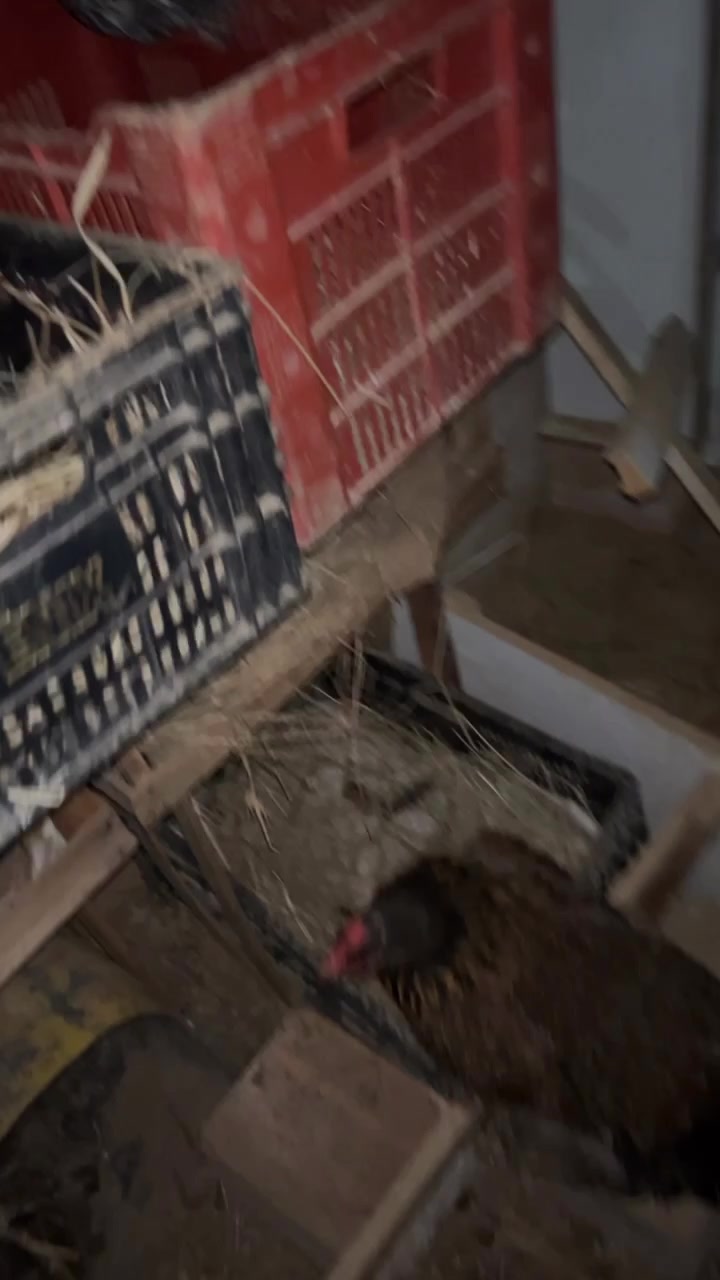 @Galinhas da Brandão 🐓🐣🐥🪿🥰