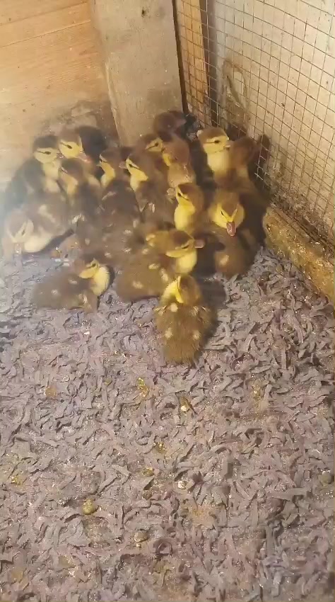 @LaL OrdəK Təsərüfatı balaxani4
