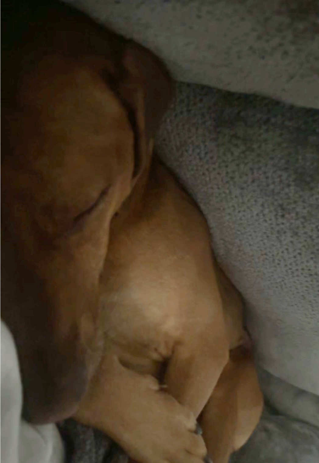 @Blue the Ridgeback
