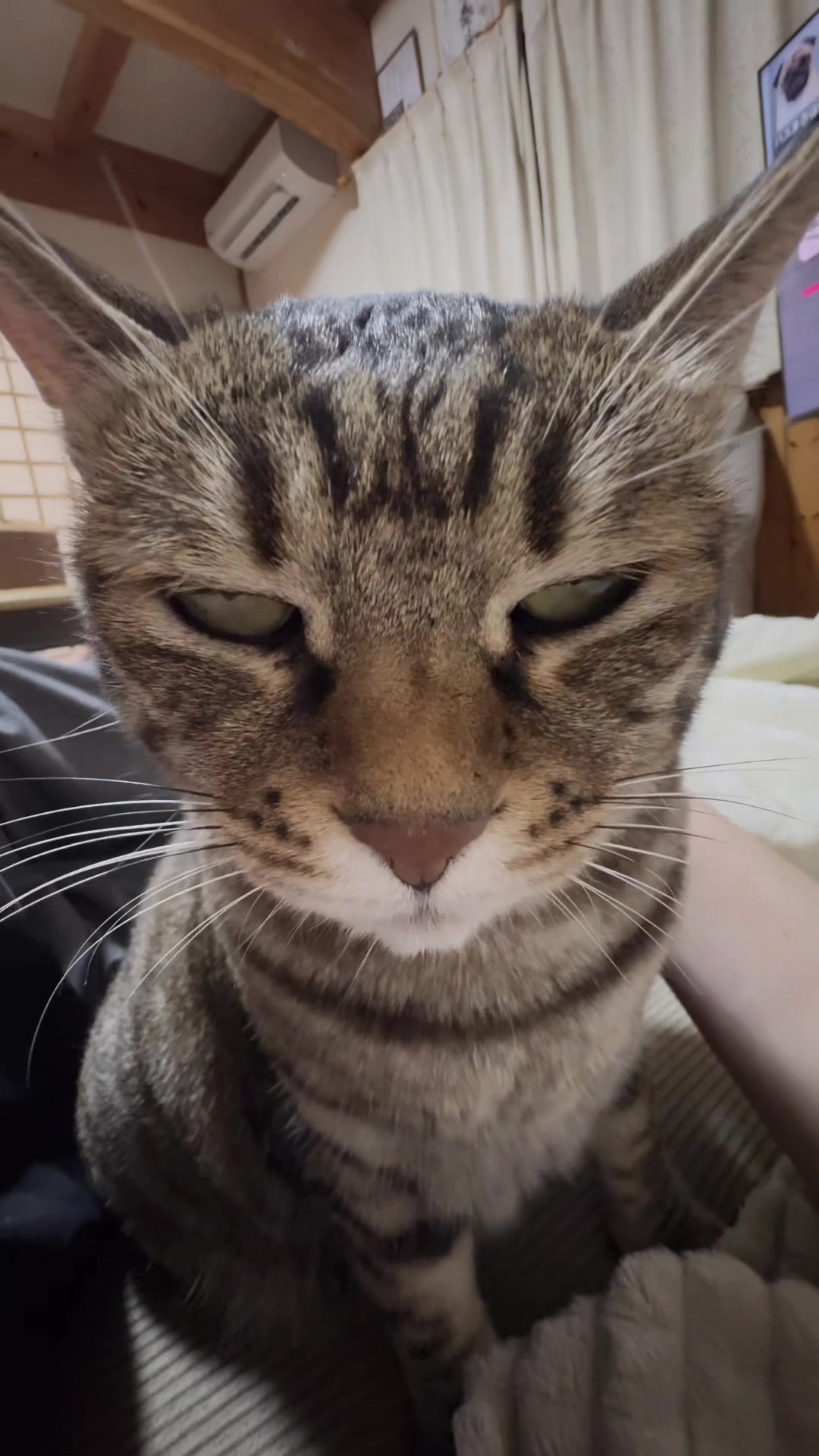 @ねこぷにもふ|ホワイトシェパードのハクちゃん