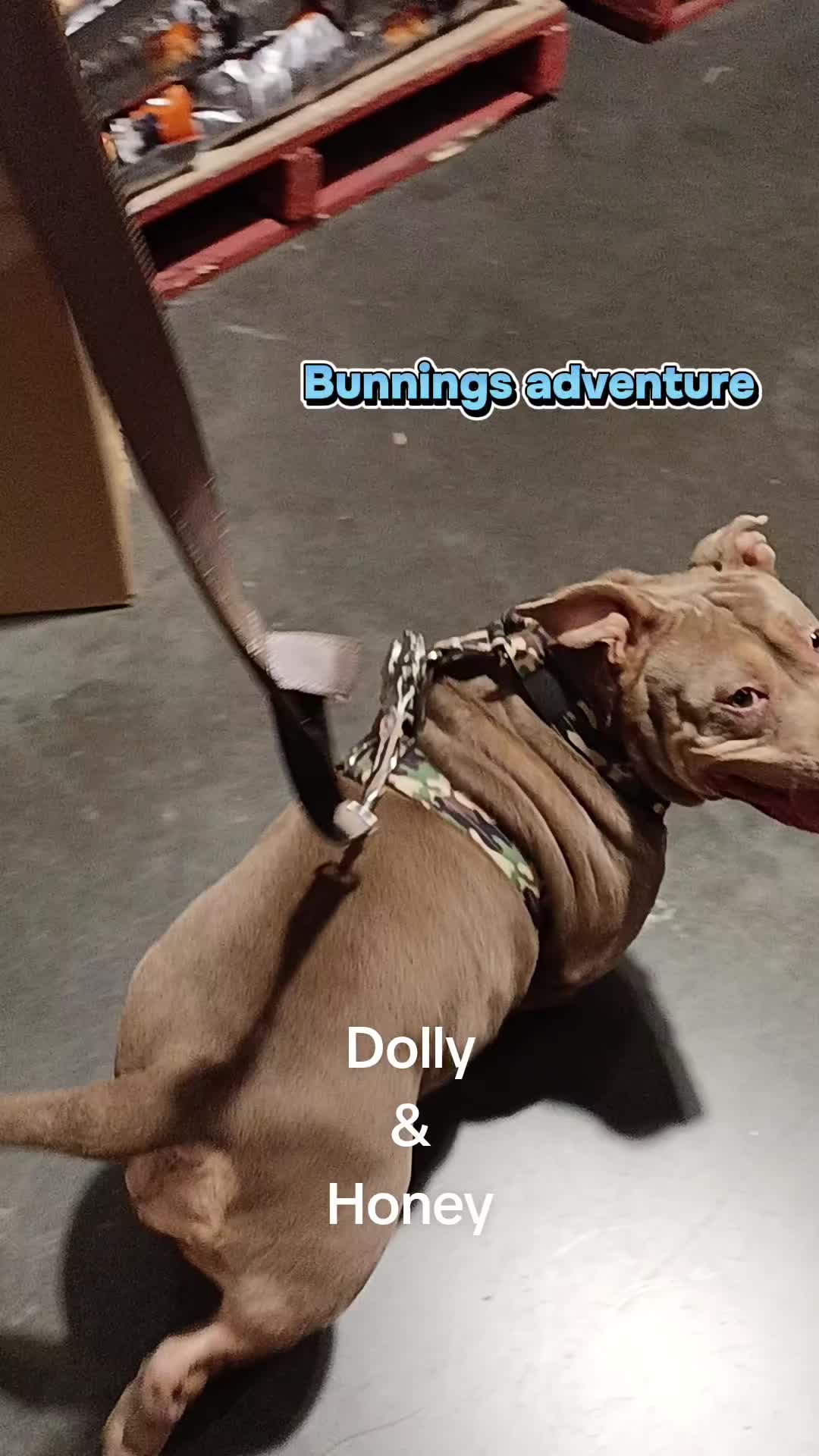@Canine Conditioning