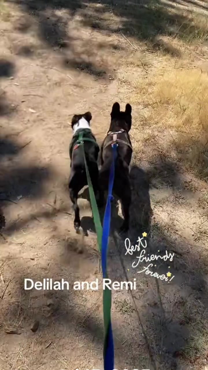 @Laurie’s-remi&delilah