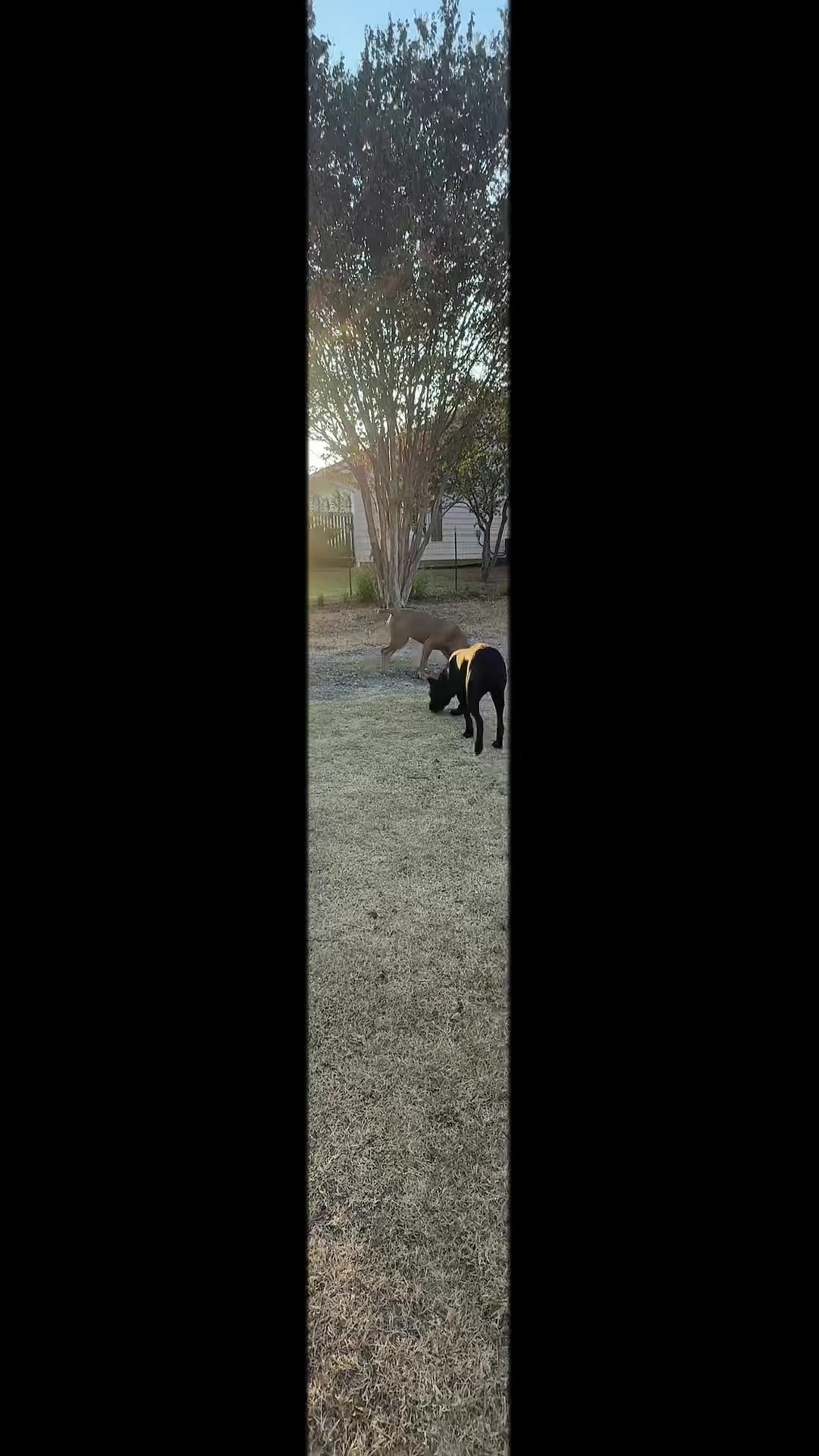 @AandMCaneCorsos