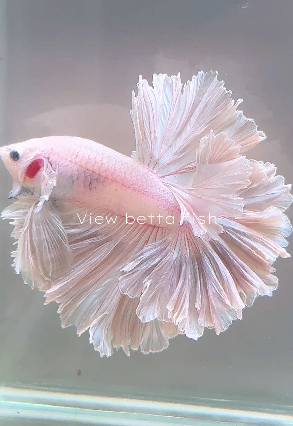 @วิวอยากเลี้ยงปลากัด🐠