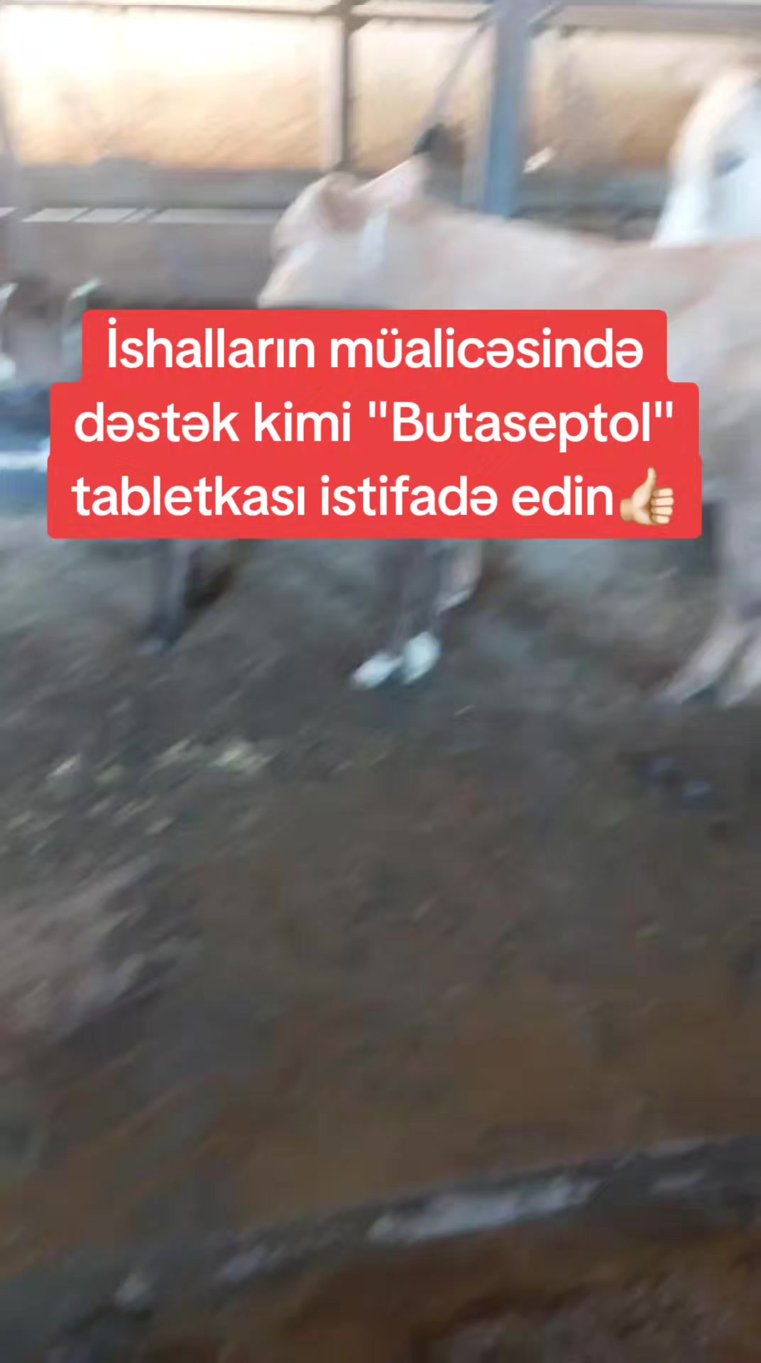 @Veterinar Dr.Firdovsi | Baytar