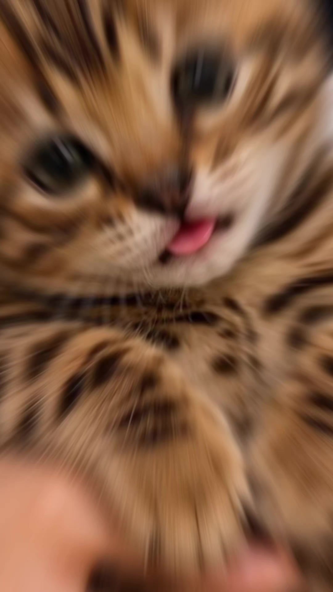 @豹貓老爹