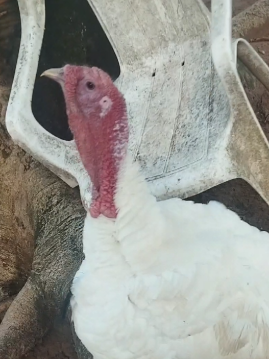 @goose.gang