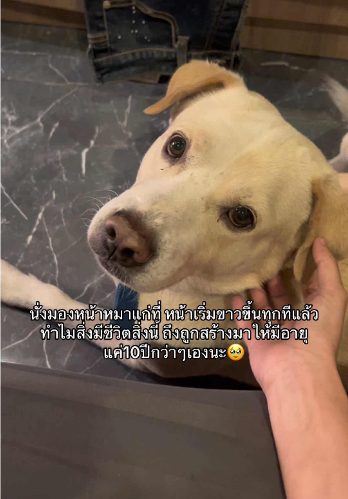 @มะลิตาฟ้าาาาา🐕🐶💫