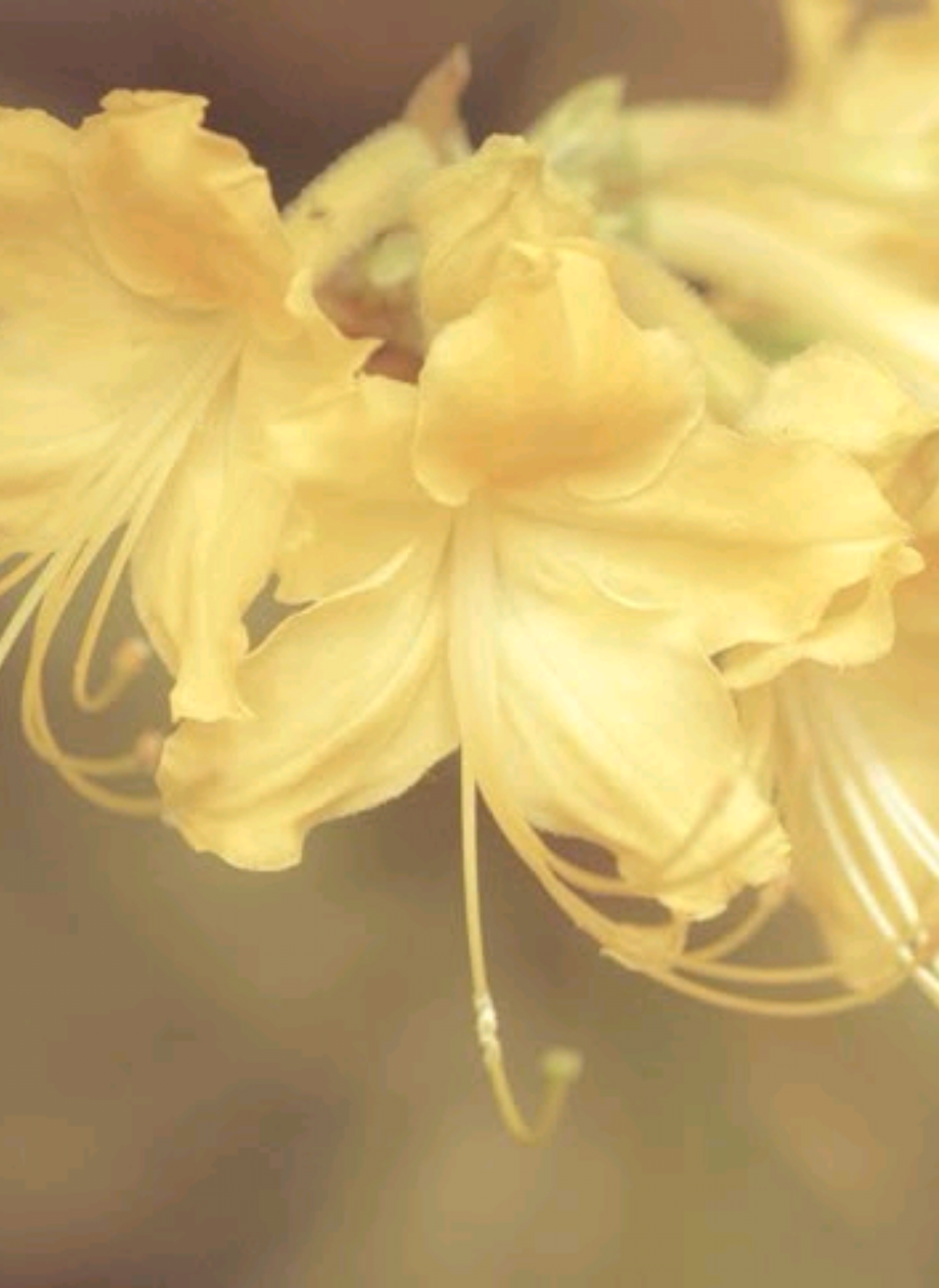 @Nyx-3mi/ Noxi ꒰ঌ(⃔ ⌯' '⌯)⃕໒꒱