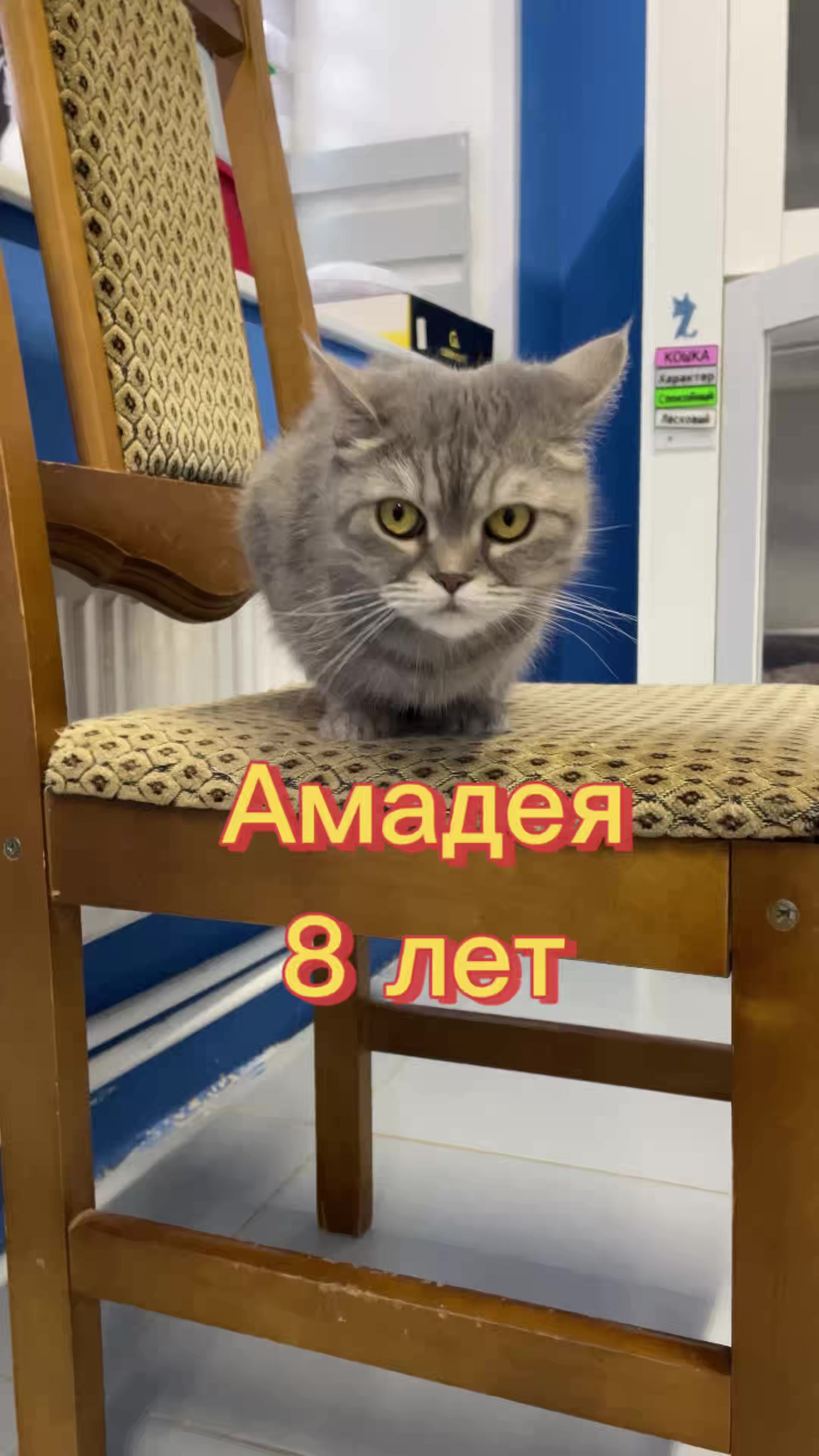 @Приют Новый дом
