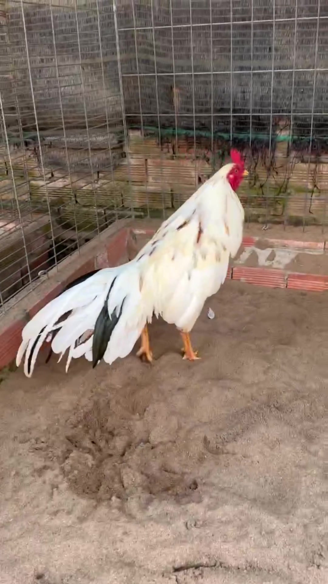 @Quốc Bảo ( baosting)