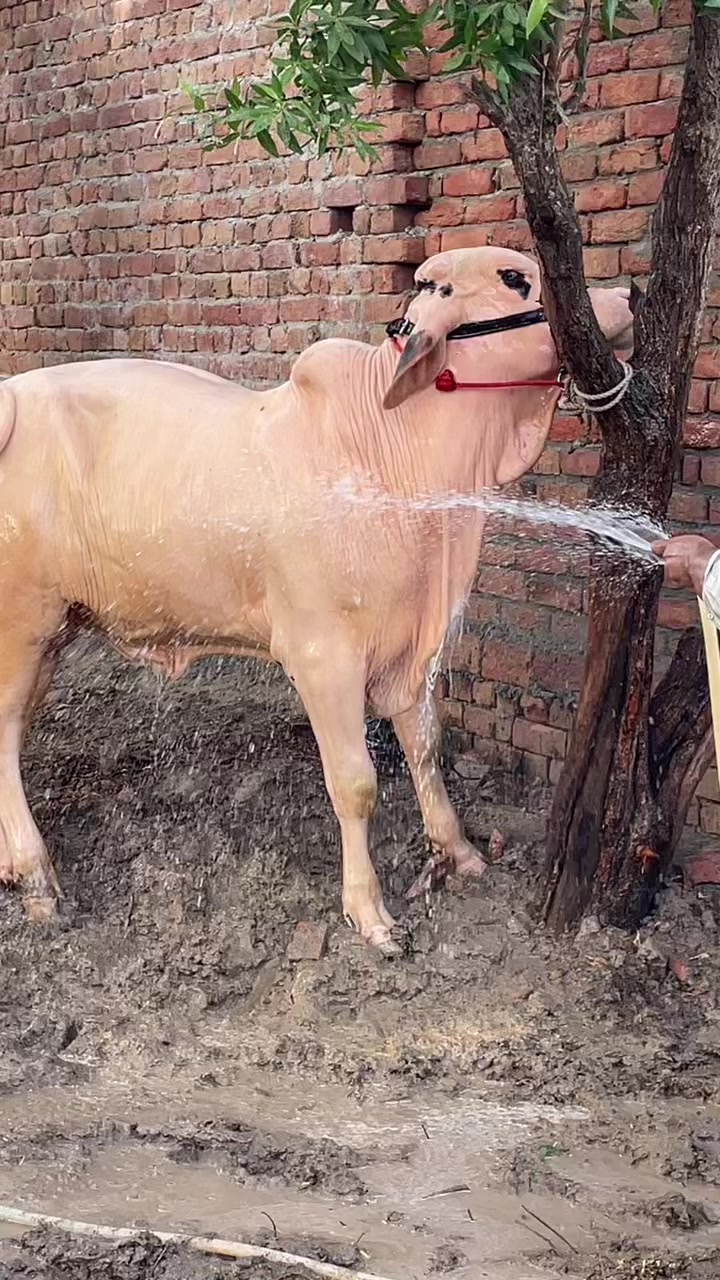 @Ustad Jee Cattle Farm