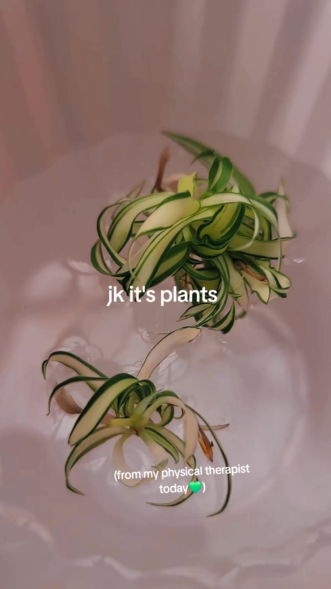 @✨️🌱lisa&bull;lila🌱✨️