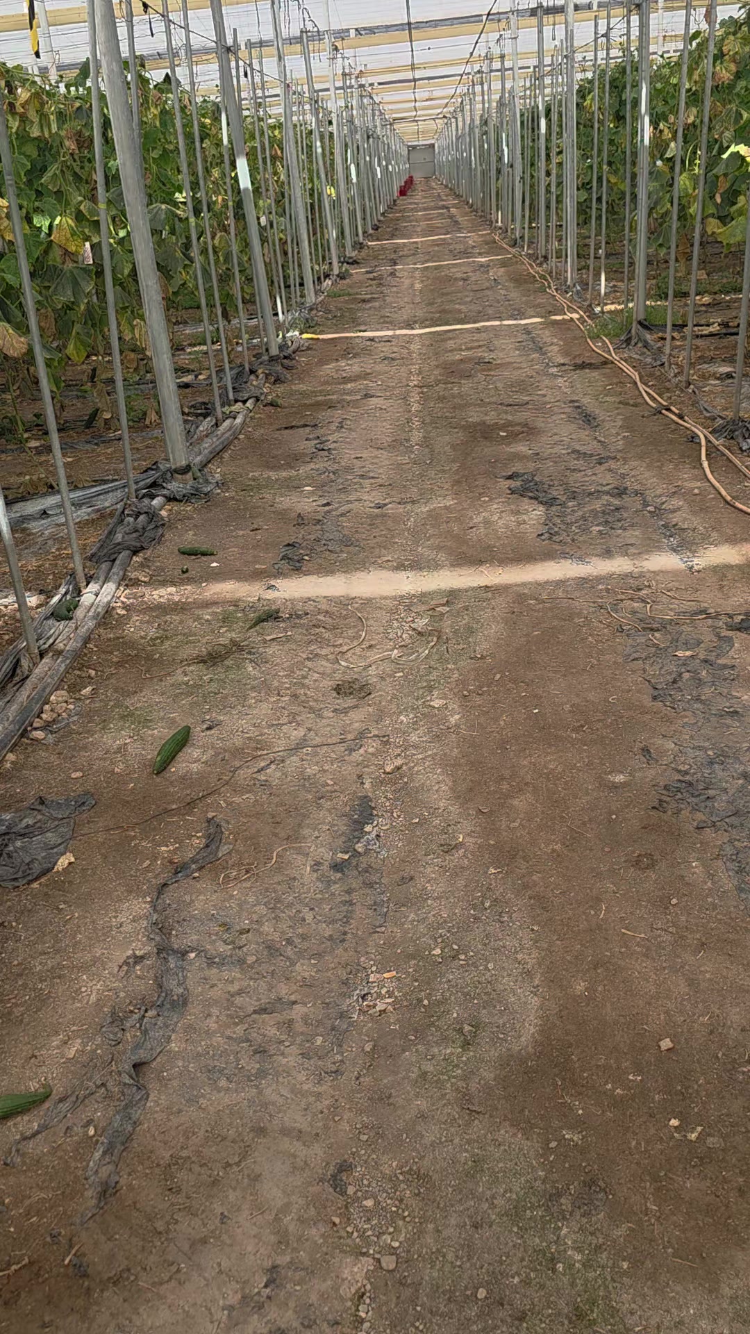 @El Extensionista del Agro