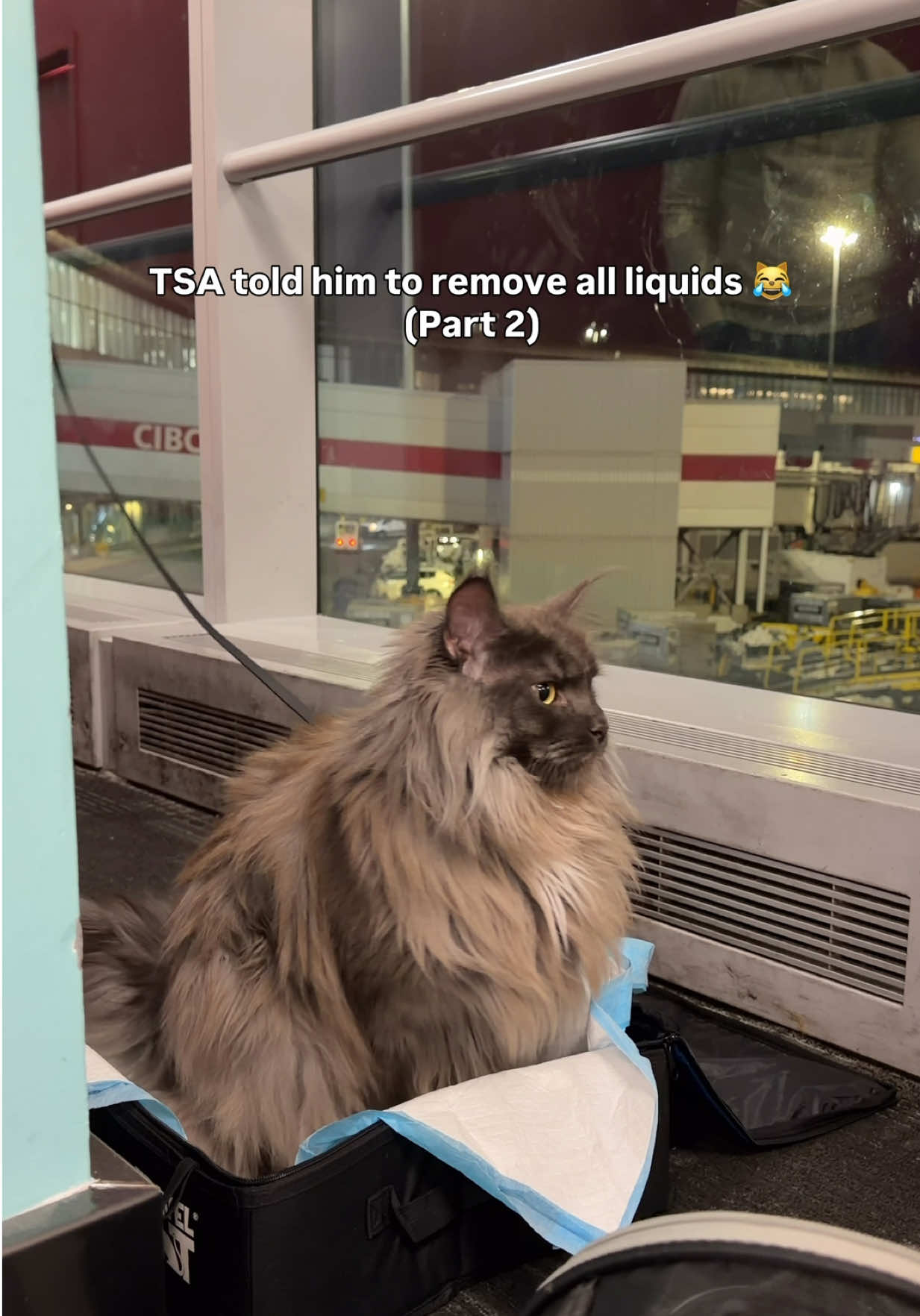 @Mugen the Maine Coon ๐จ๐ฆ