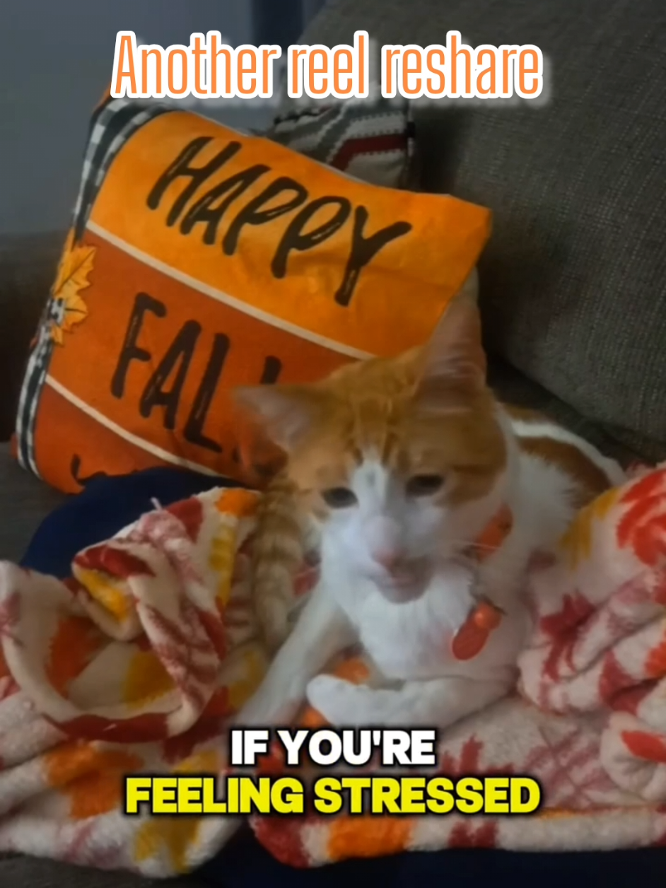 @Candice & Weasley