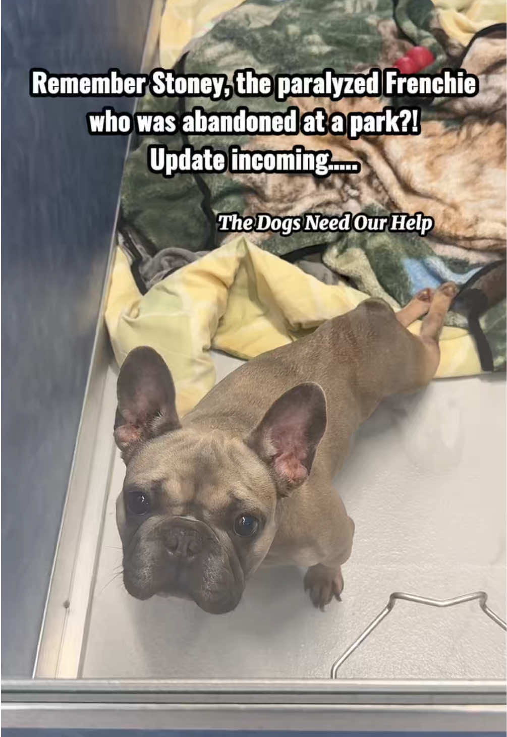 @The Dogs Need Our Help