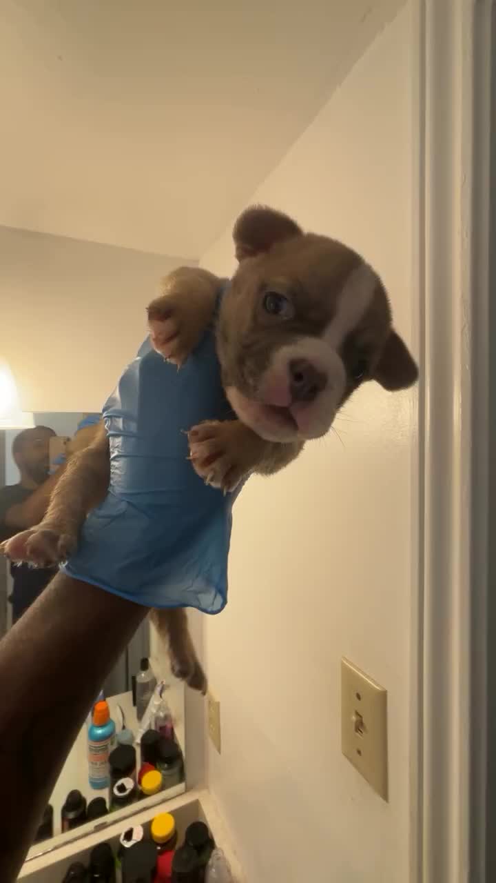 @BigDawgKennels