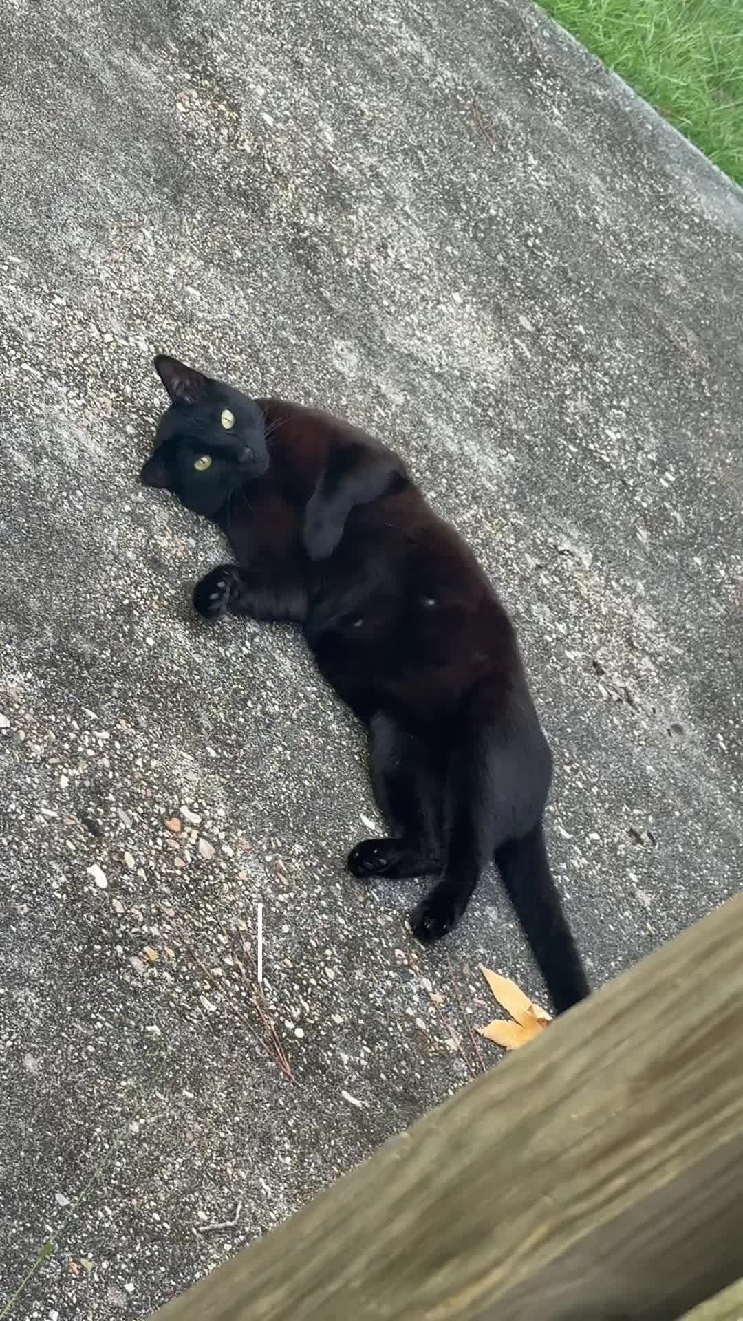 @Shiva The Forest Cat