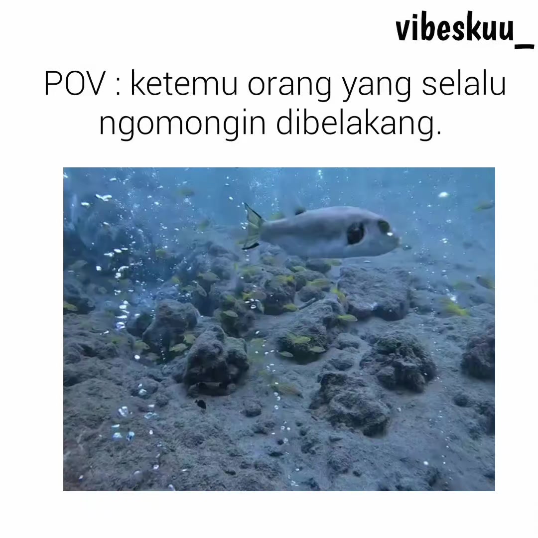 @vibeskuu_