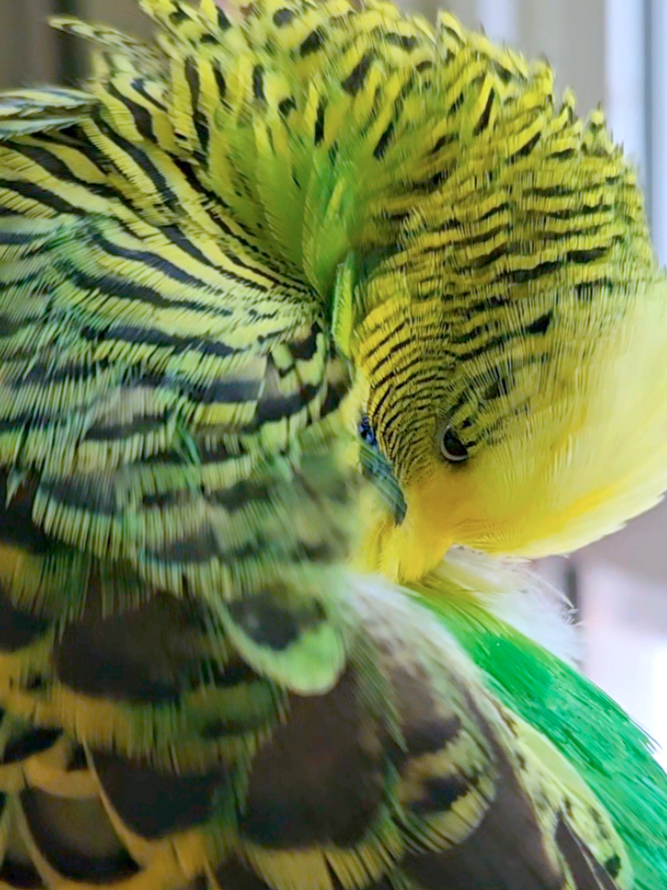 @Run Slow-Mo Charlie🦜