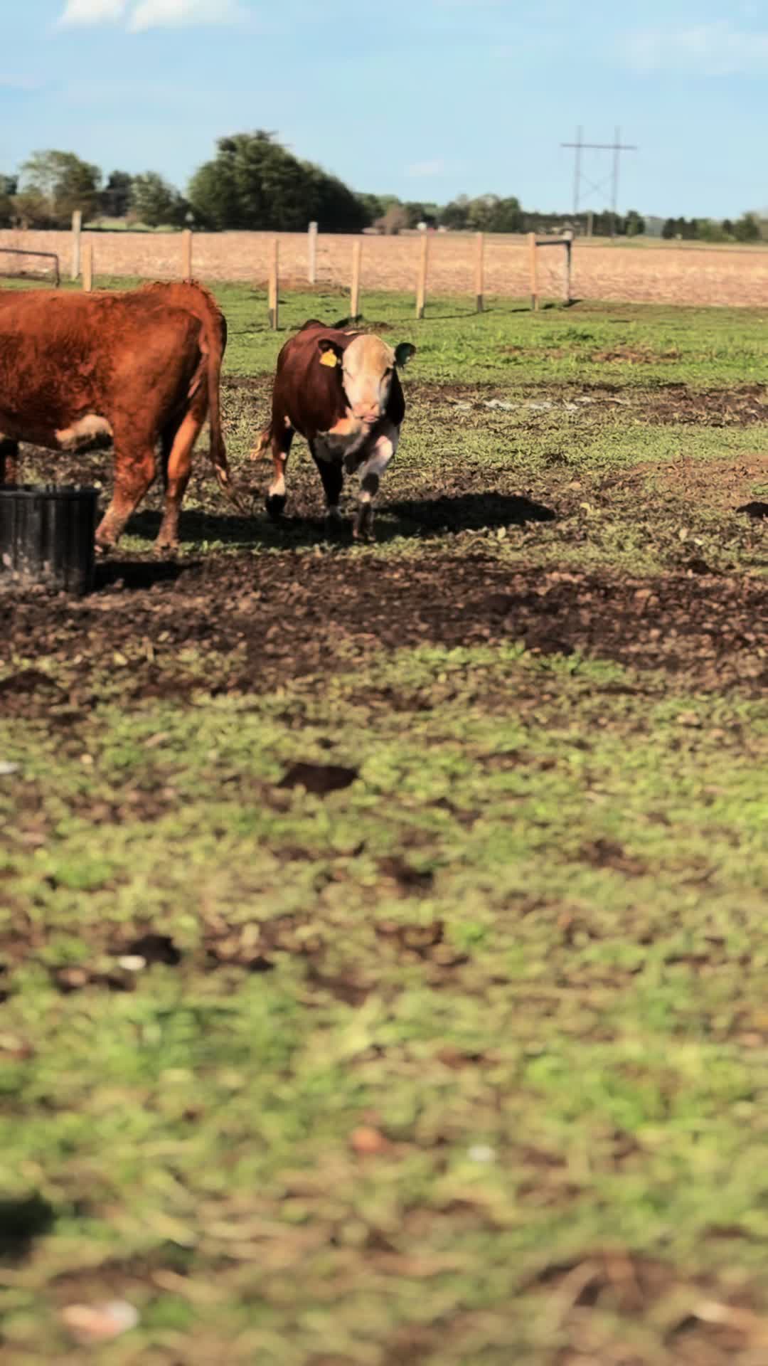 @Sylvia🐄