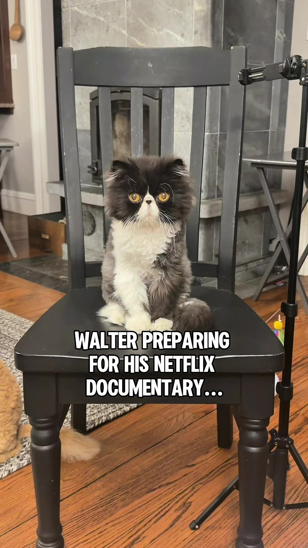 @Walter Bishop The Cat