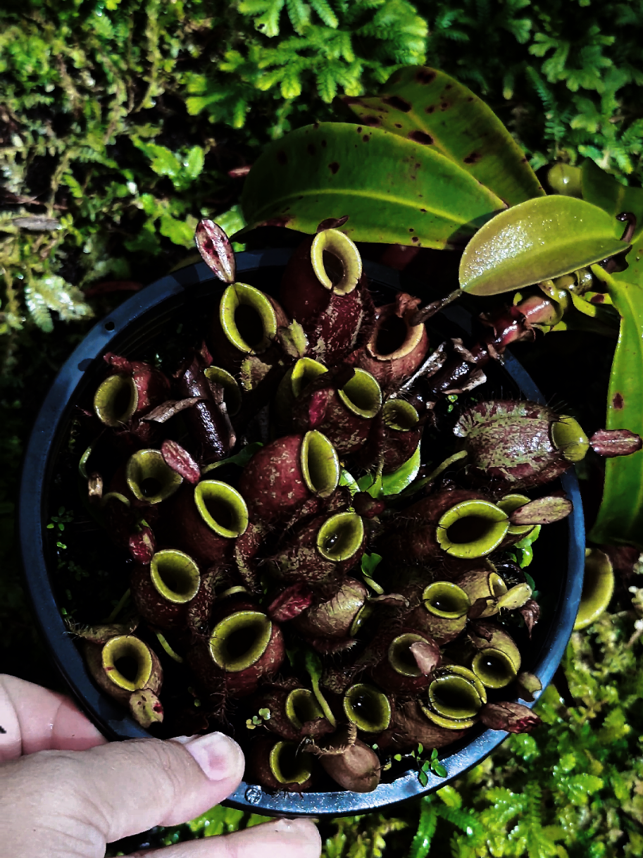 @GSp.Rayong Nepenthes