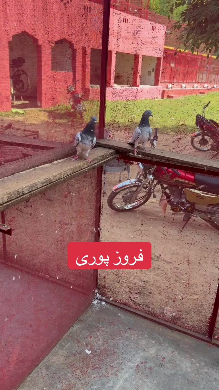 @Rameez Bhatti