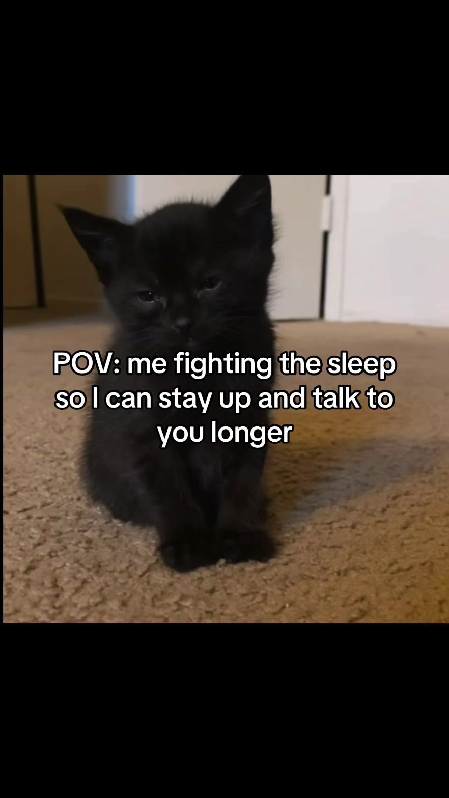 @LavanderCat
