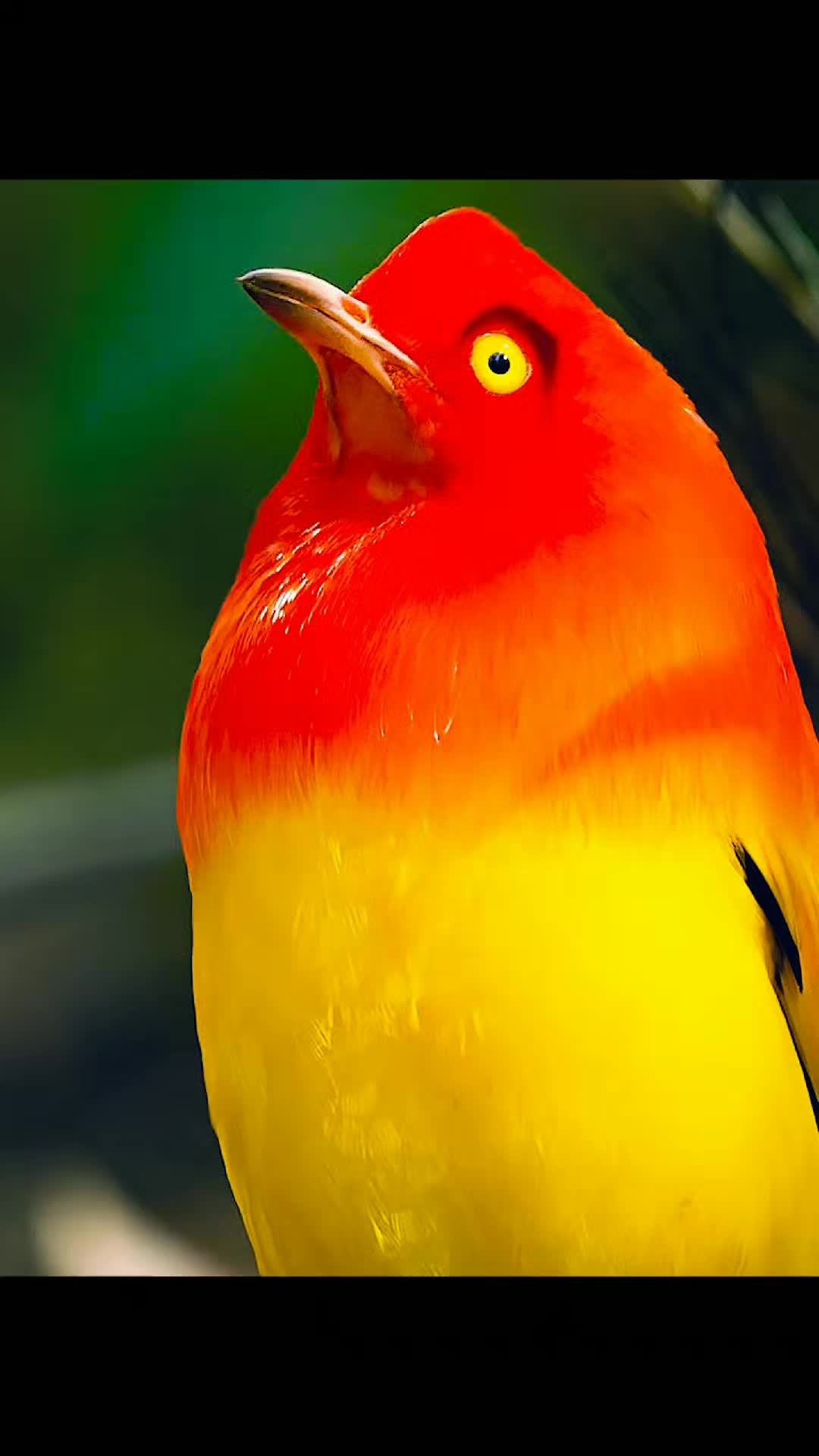 @Animallovers