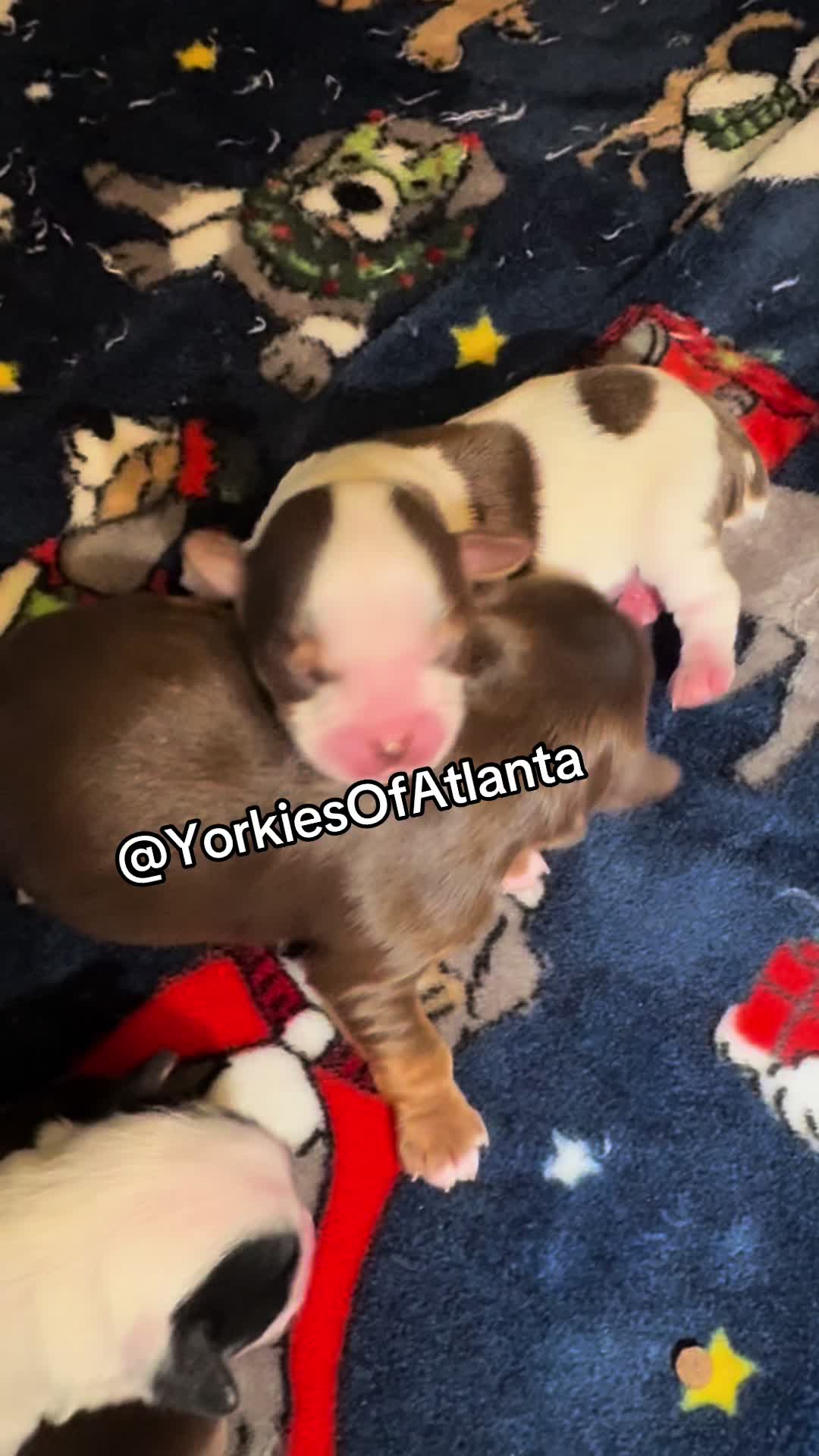 @Yorkies Of Atlanta