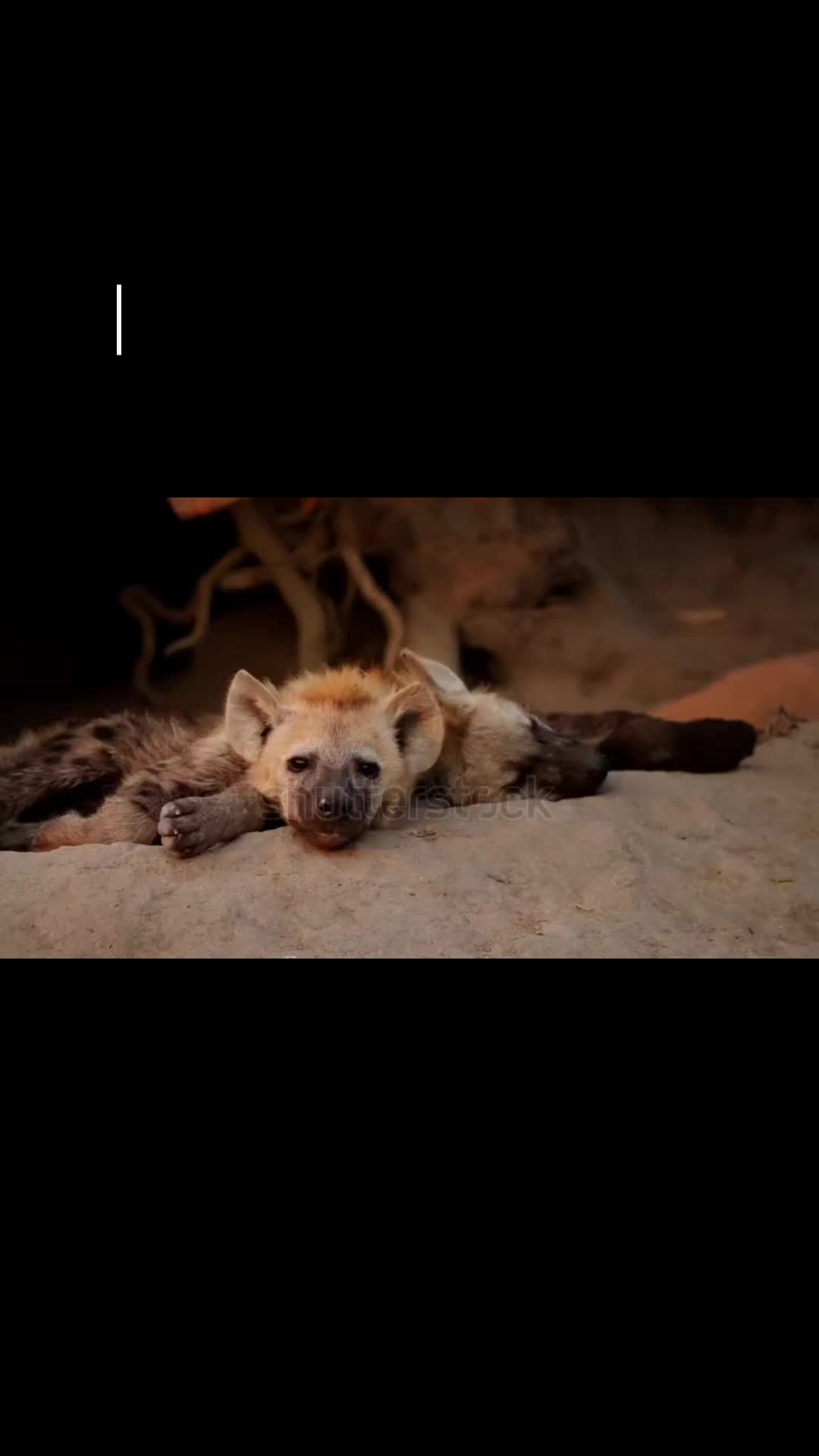 @AbrahamTheHyena✝️