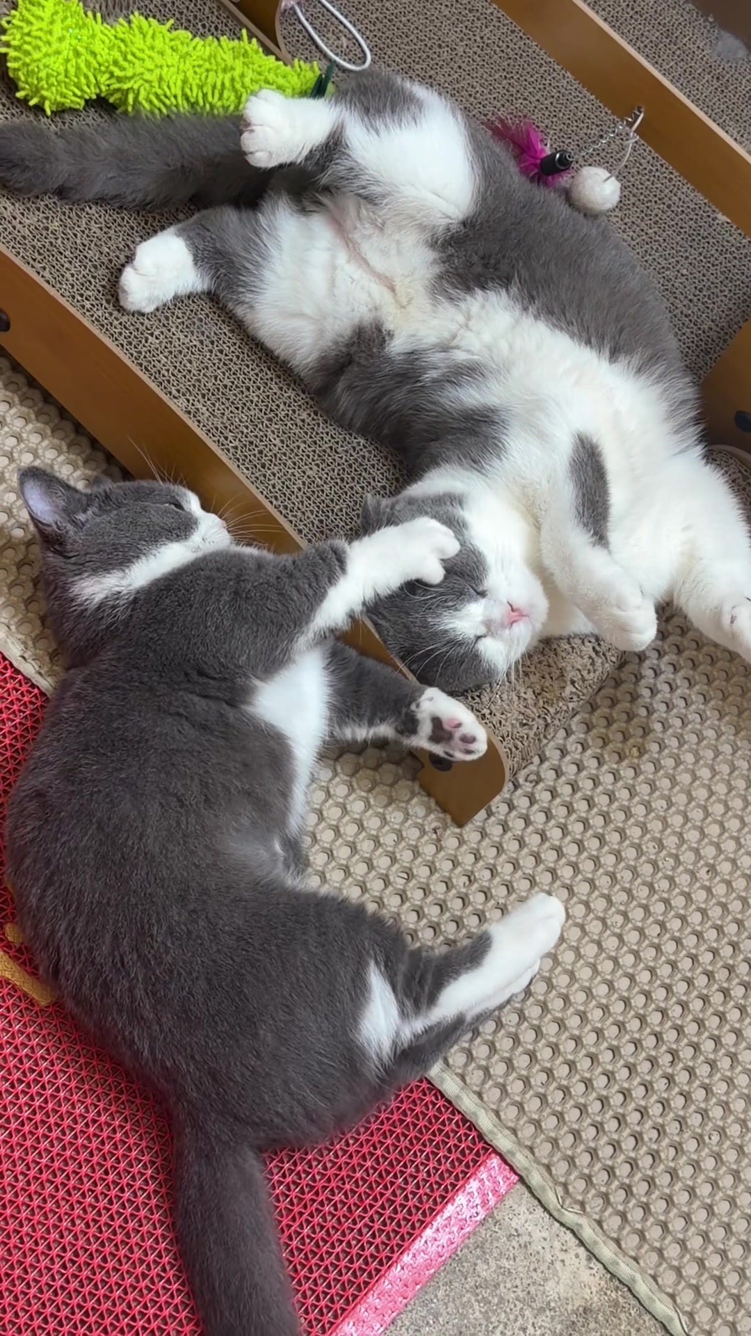 @Jinjin&mimi
