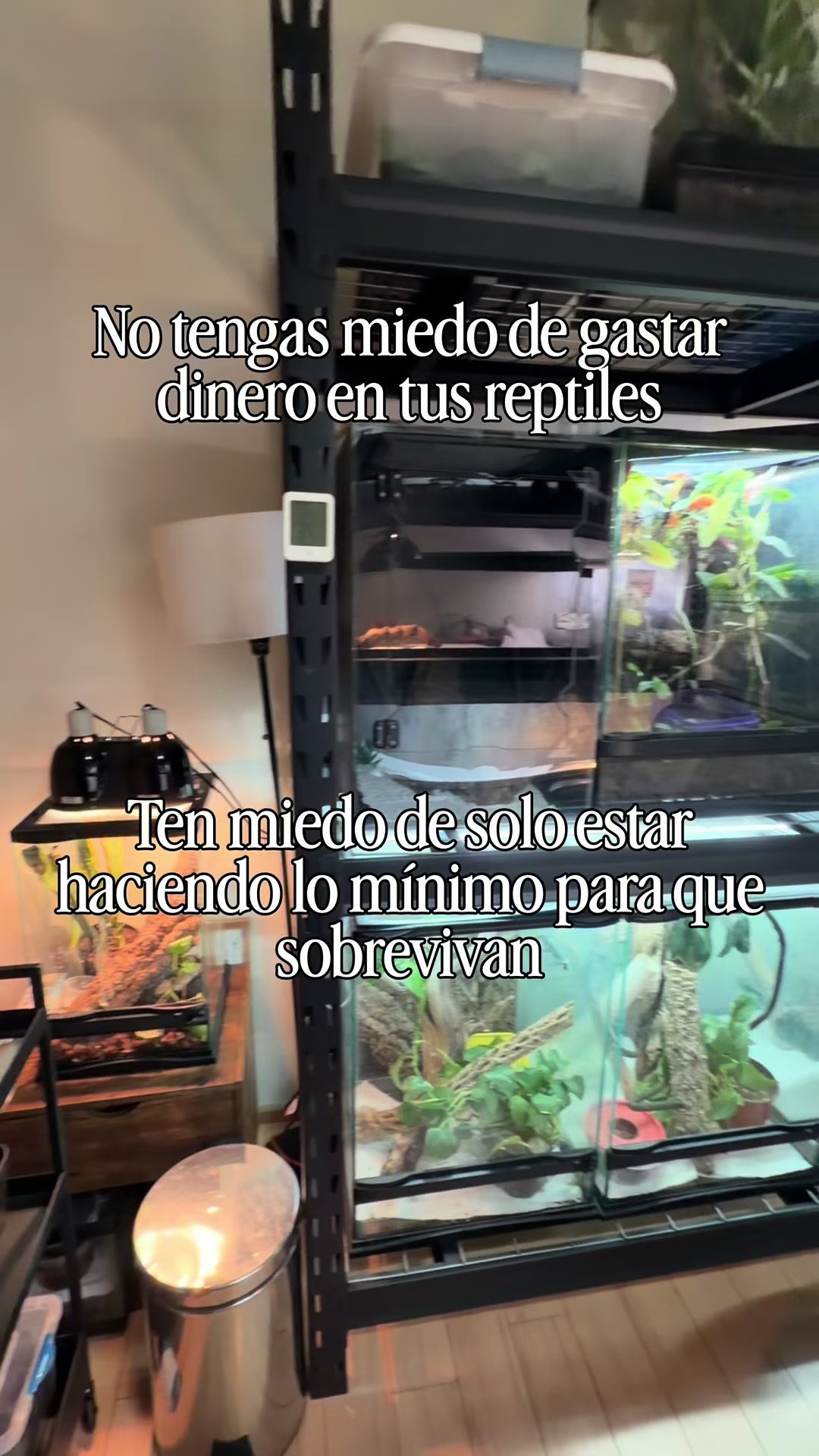 @Reptile Source