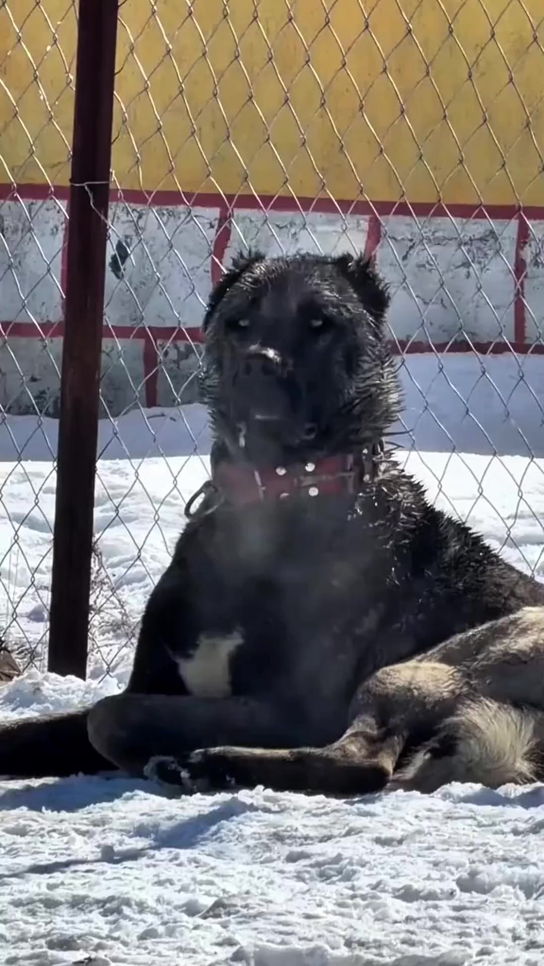 @Zona dos Cães