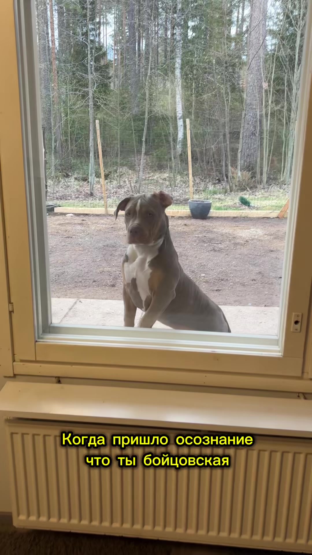 @MATRANG_dogs