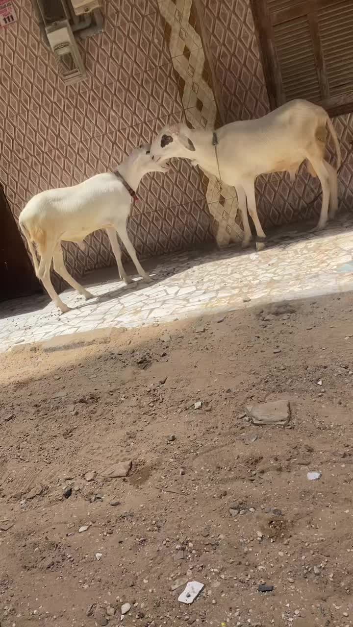 @issa✪
