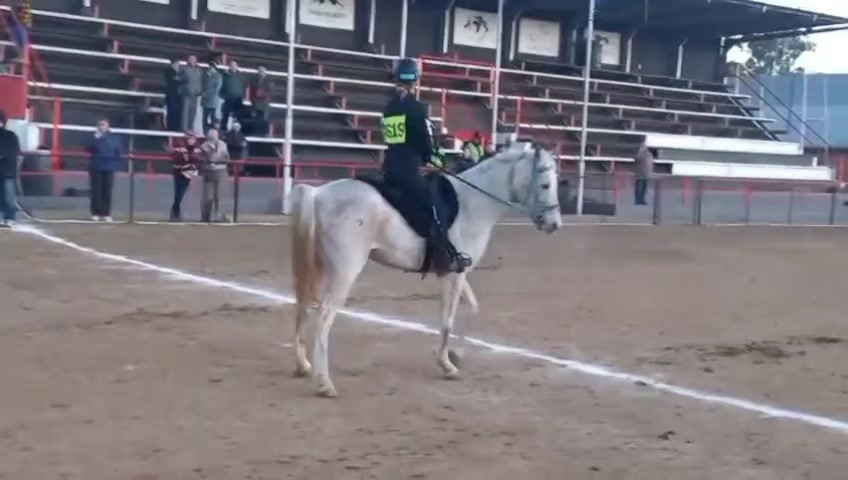 @uitzicht_arabian_stud
