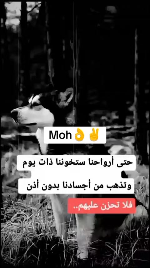 @Moh Mohamed753