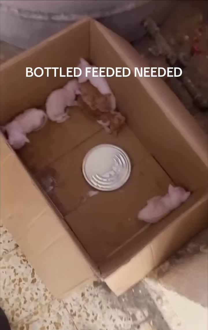 @StrayCatsAngel