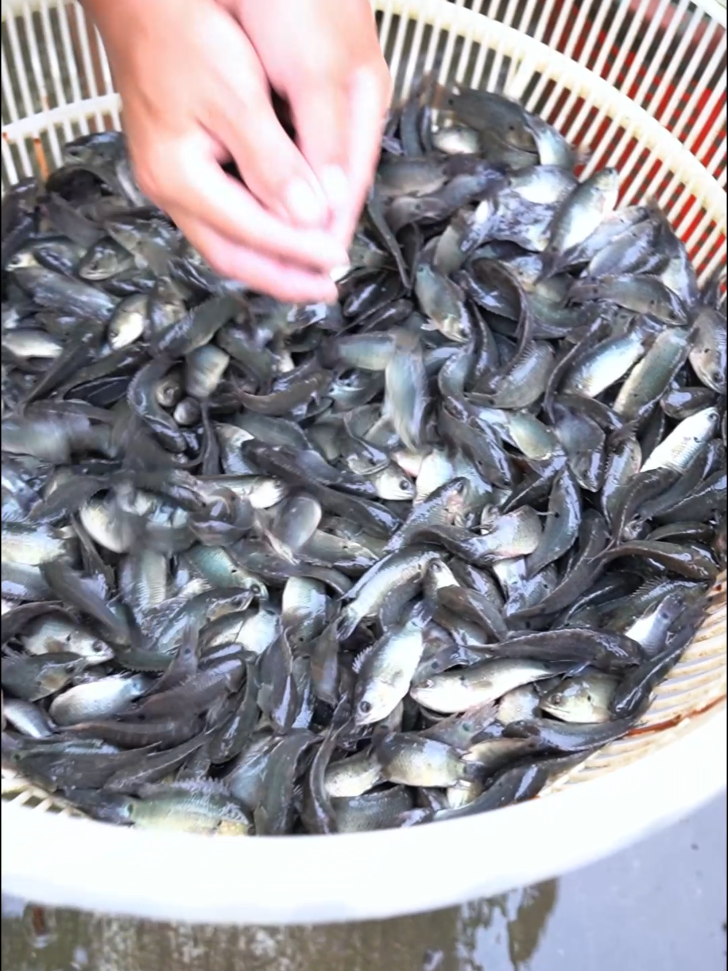 @Trại Cá Giống Quang Lâm