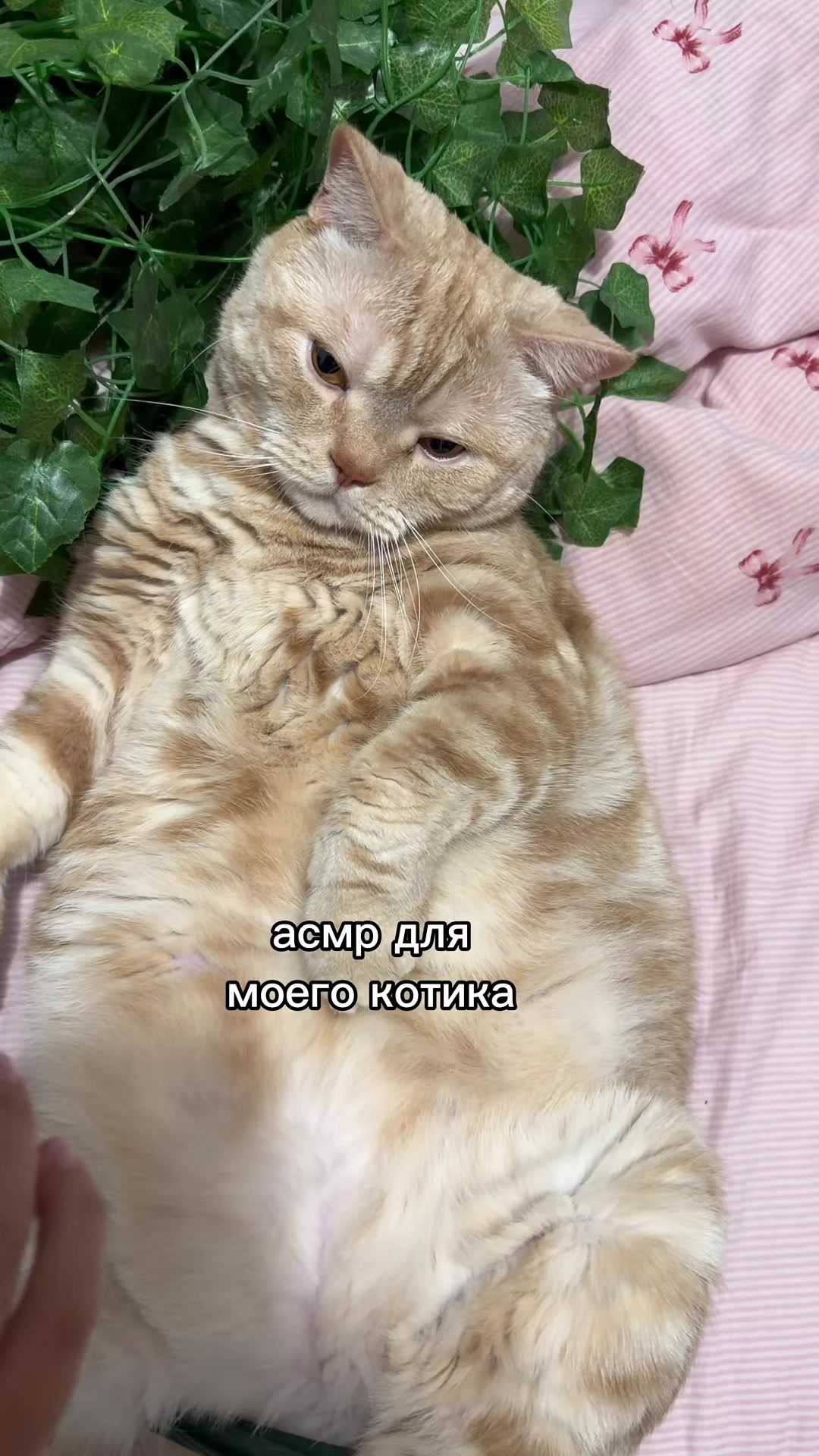 @анна фонгерд!