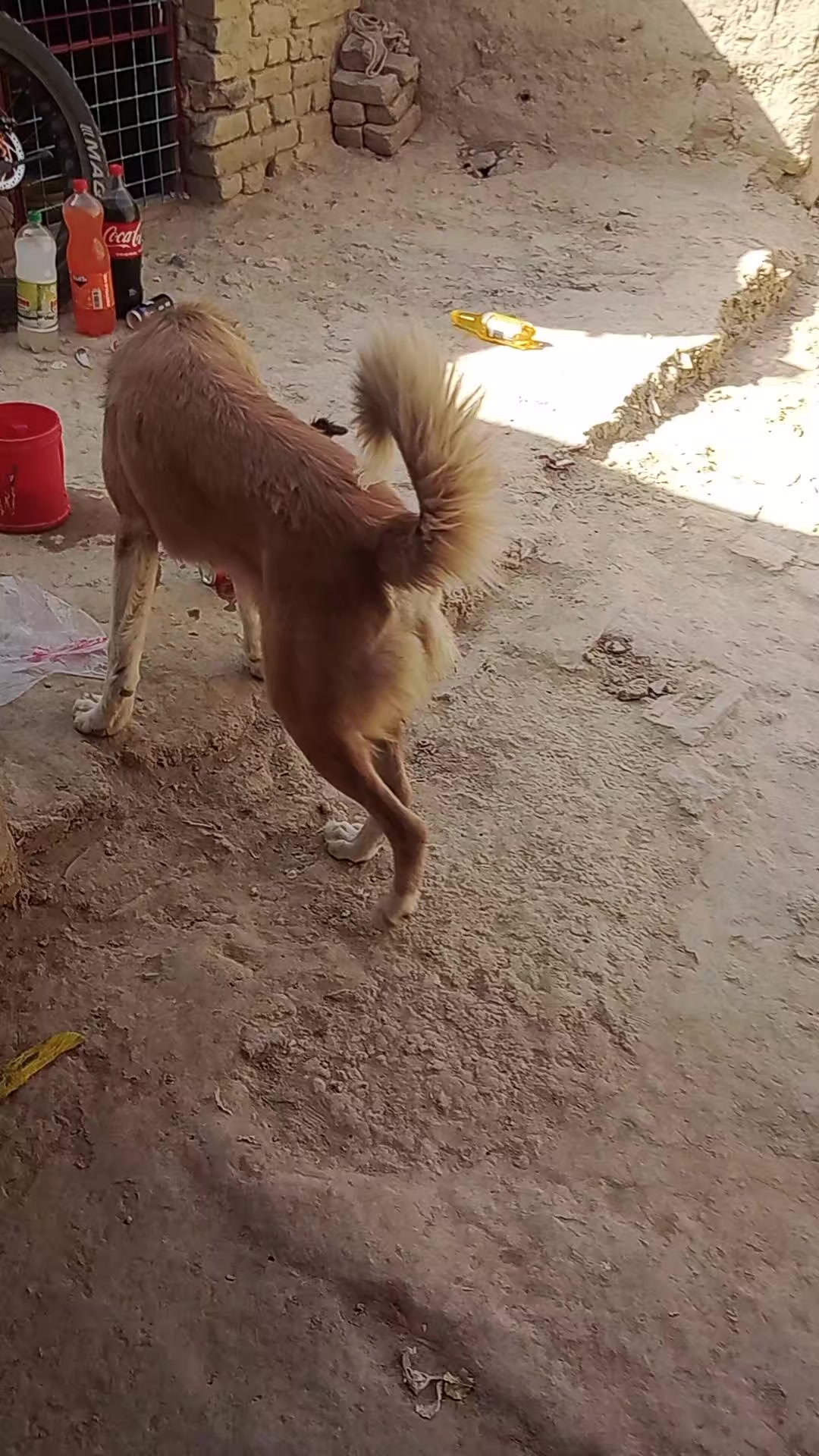 @mirwaiskhan