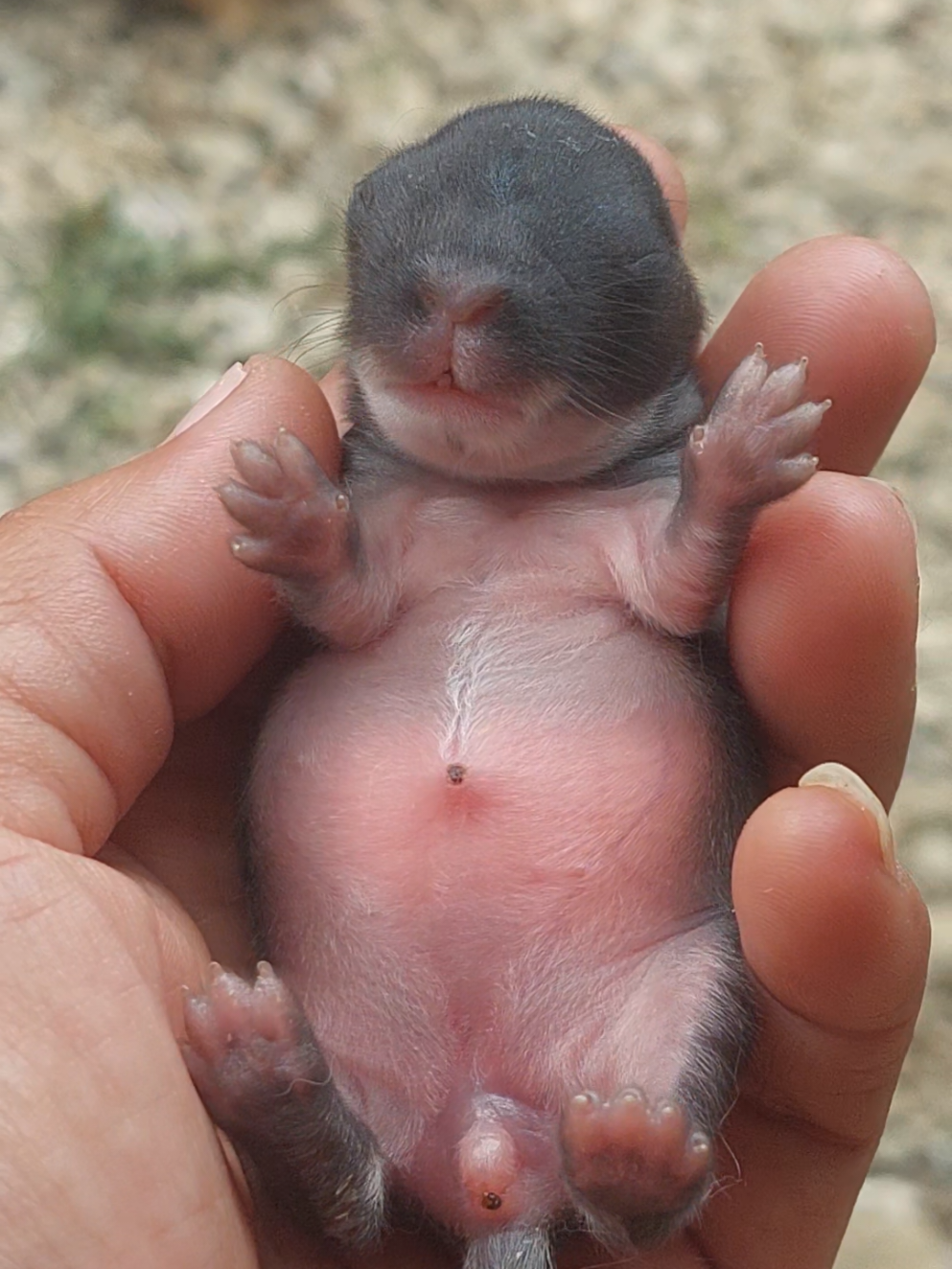 @Cileunyi Rabbit