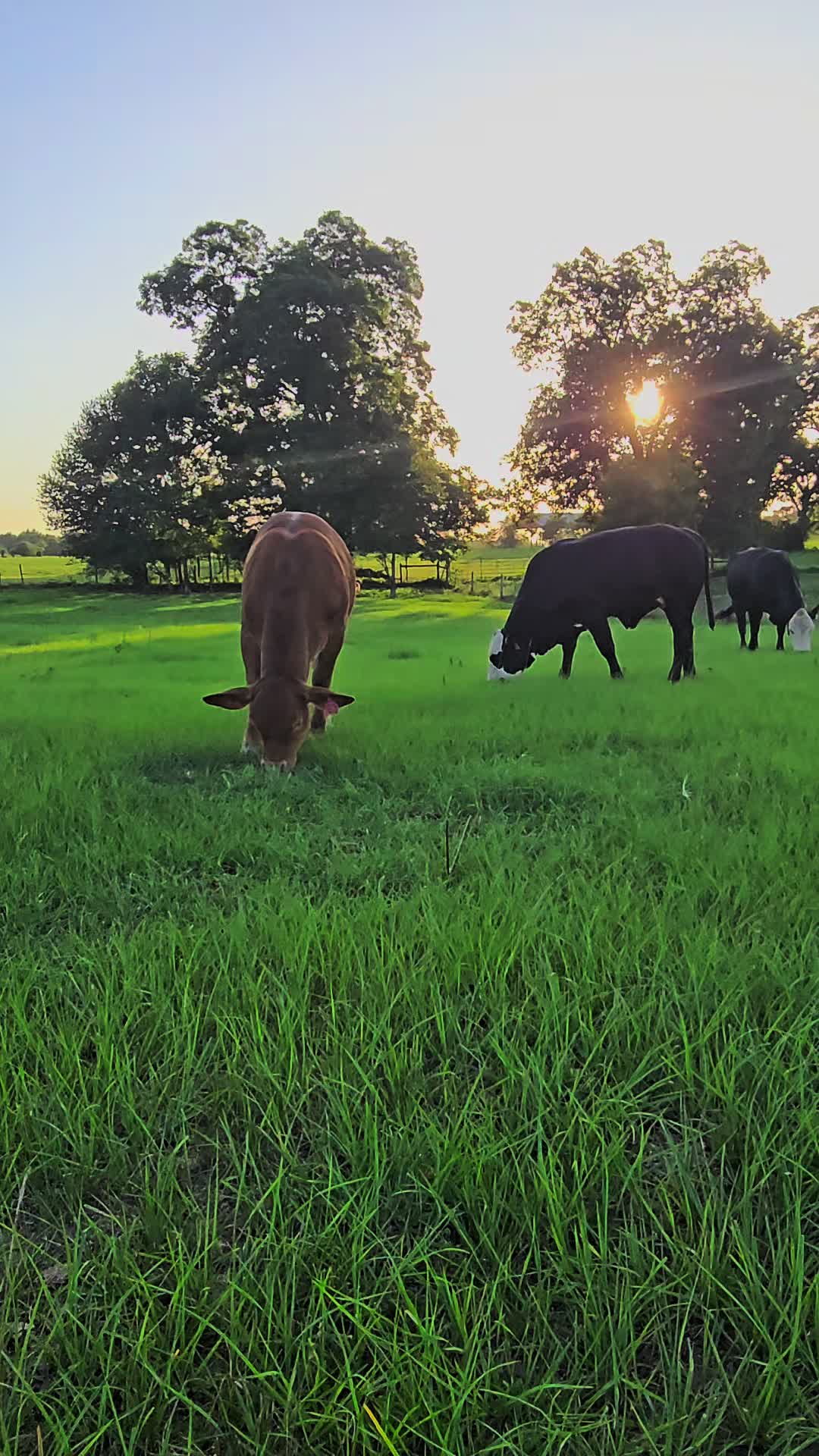 @M.I. CATTLE CO.