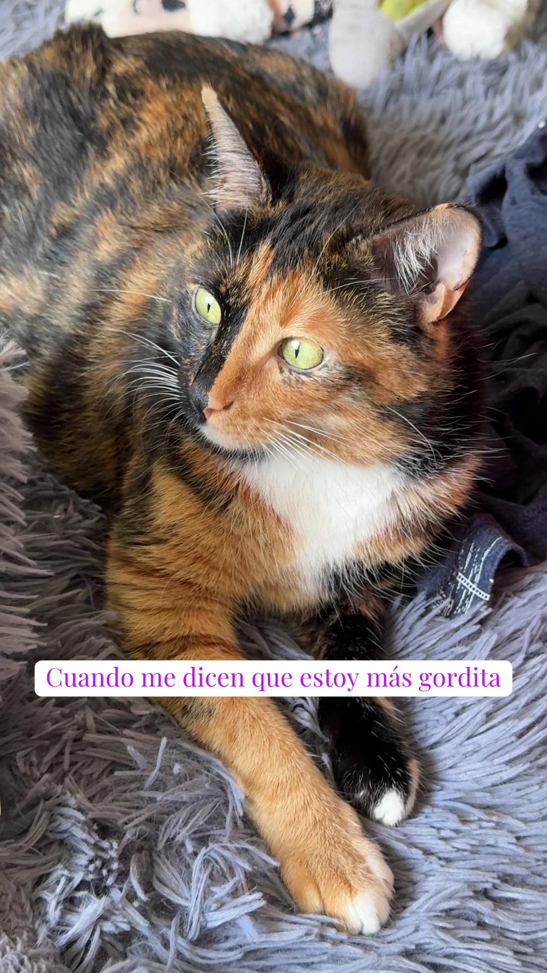@kiki 🐈⬛