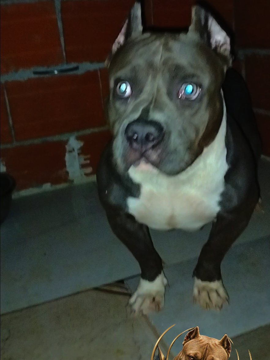 @bully xl dz 🇩🇿🦍
