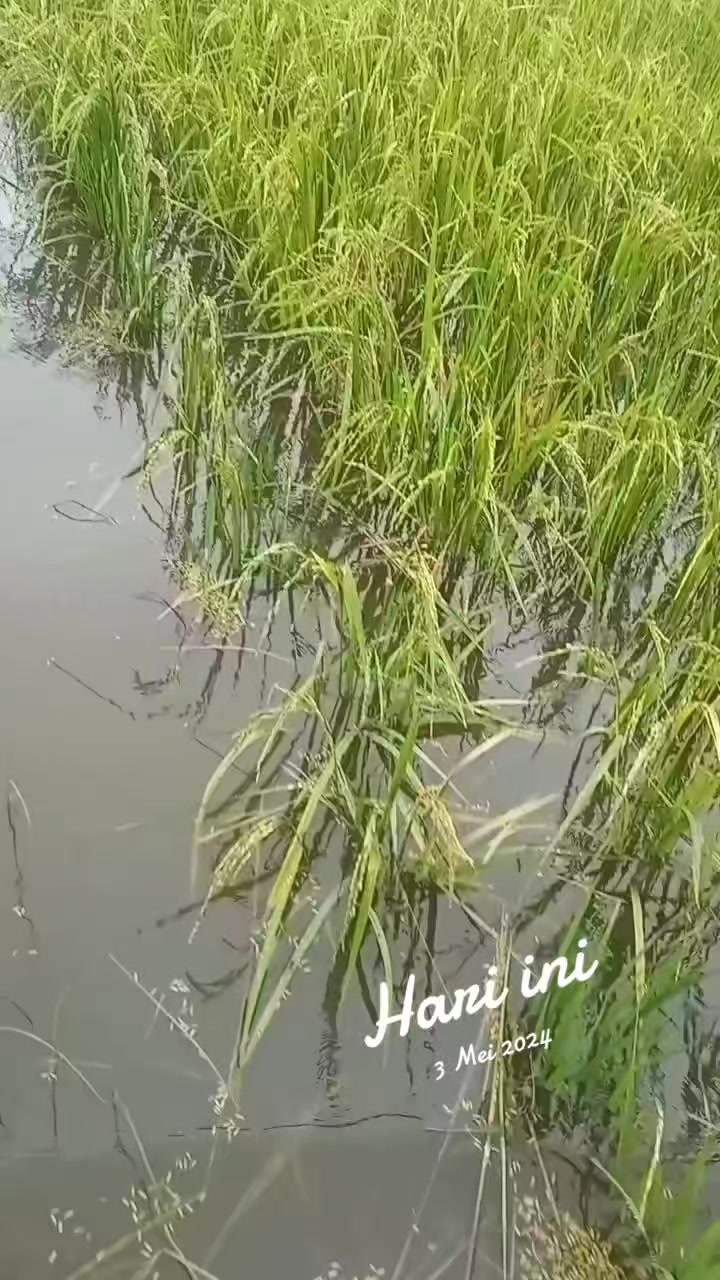 @iwan99