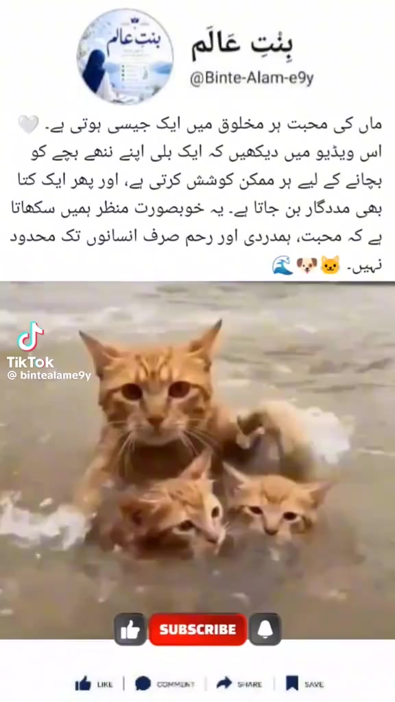 @Abdullah